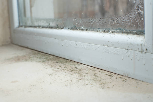 Why You Should Choose Our Mold Remediation Services in Sterling City, TX